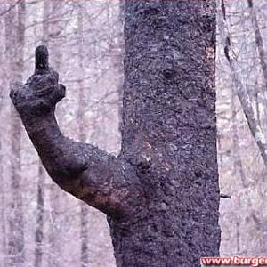 weitere lustige Bäume